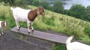 Goat On Bench 库存影片视频（100% 免版税）20943571 | Shutterstock