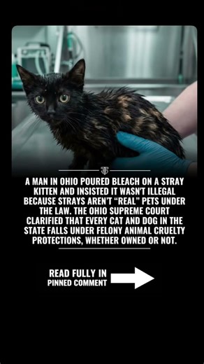 No Owner? Still Protected. Ohio’s Ruling for Stray Animals