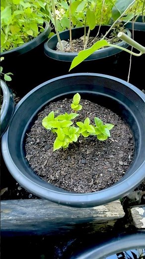 GROWING COFFEE FROM SEED 🌱 #paulstingray #gardening
