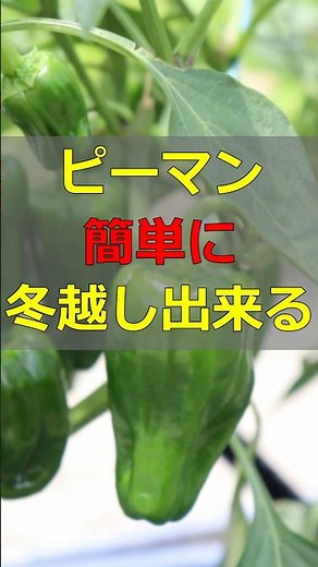 Anyone can do it! How to survive winter with bell peppers #homegardening #bell peppergrowing #shorts