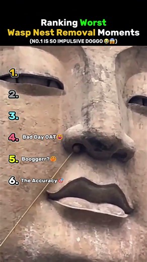Ranking Worst Wasp Nest Removal Moments 😭😭