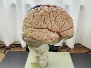 神経心理学 基礎編～脳の構造と働きを中心に～