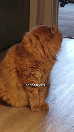 Funny Walter White Cat Meme | Catsoftiktok