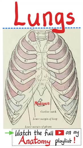 Anatomy of the Lungs - Anatomy of Thorax (Chest)...#respiratory #medical #health #nurse | Medicosis Perfectionalis