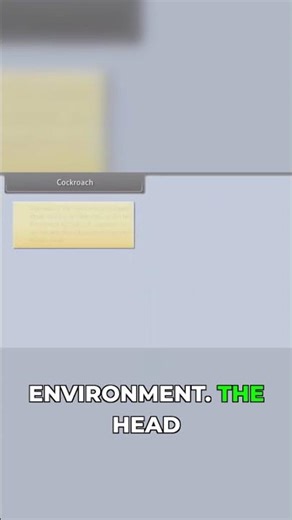 Cockroach Anatomy: Head, Thorax & Abdomen
