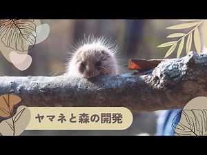 ヤマネと森の開発 #ヤマネ #森の宝ヤマネを守ろう #野生動物 #生物多様性 #dormouse #wildlife #biodiversity #sdgs