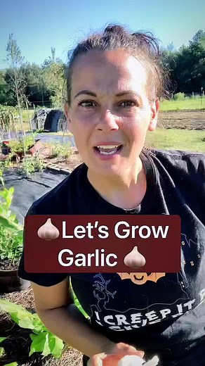Planting Garlic: A Step-by-Step Guide for Beginners