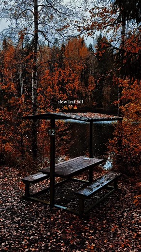 The Beauty of Leaves Falling in Autumn