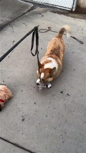 Meet Peanut a Welsh Corgi, Pembroke currently available for adoption! 3/12/2026 11:28:29 AM