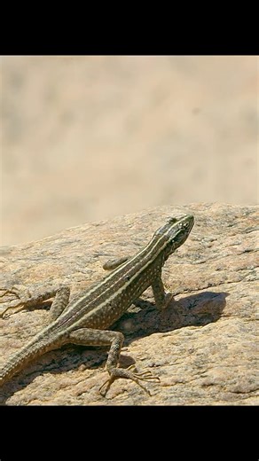 The flat-backed Lizards | Wondersofjungle