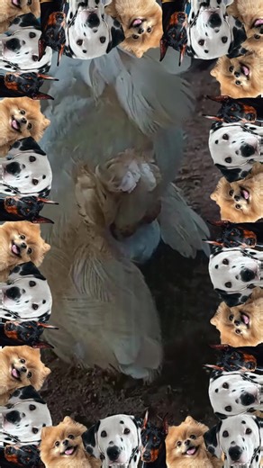 #foryou #dogmeetingpuppy #unfreezemyaccoun #growmyaccount #virltiktok #viralvideos #foryoupagee #satndwithkashmir #noteligible #unfreezaccount #animalmeetin