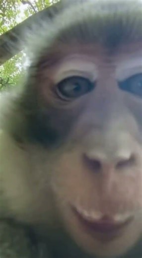 A Monkey Steals a Phone… Then Records a Selfie 😂