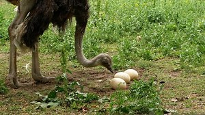Ostrich Farm Ostrich Sits On Nest Stock Footage Video (100% Royalty-free) 1055957066 | Shutterstock