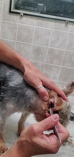 Plucking hair from a dogs ears demonstration, Yorkie, Yorkshire Terrier, dog grooming, no restraints