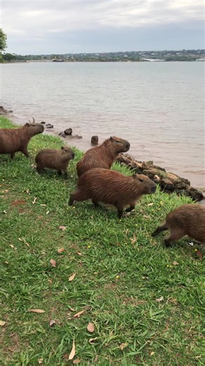 Capybara in Brazil - The Largest Rodent Species