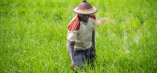 AgriConnect-Côte d'Ivoire : la BAD et la Banque mondiale misent sur la création d'emplois et la souveraineté alimentaire