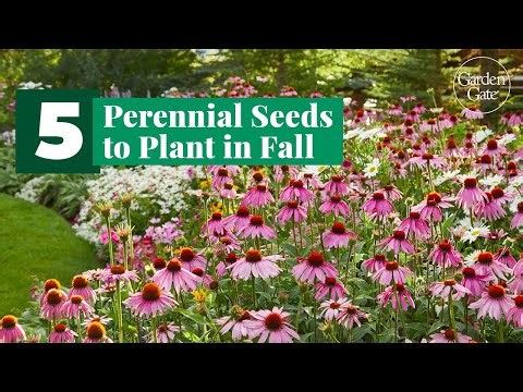 5 Perennial Seeds to Plant in Fall 🌱 Must-Grow Picks! #gardentips #perennialgarden #seedsowing