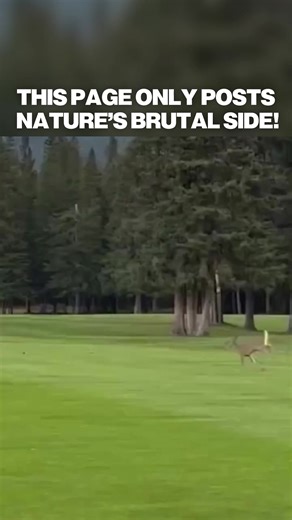 Maybe they’re friends? | animals being friends