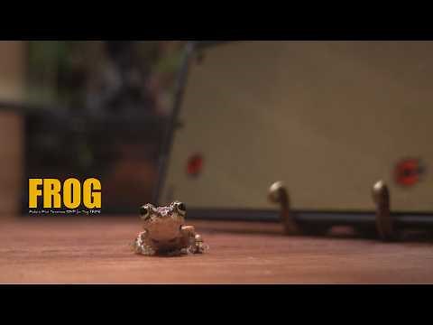 Make Tabletop Waterfall Paludarium for Frog l The frog plays games better than me!