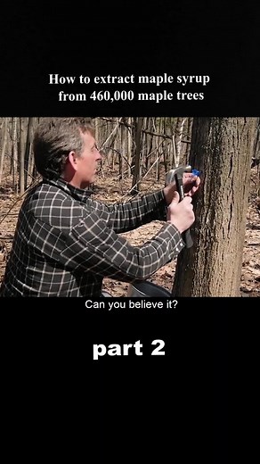 Maple Syrup Extraction Process Revealed
