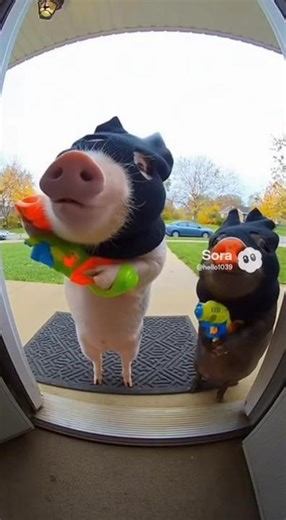 Tiny Piglet Bandits on a Playful Heist! Cute & Funny Viral Short