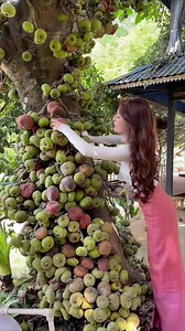 848K views · 7.2K reactions | Fruit plantation #fruit #fypfruit #fruitreels #summerfruitishere #summerfruit #fruitvideo #naturefruit | Jacky Zh | Facebook