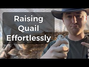 New Way Of Raising Quail?!
