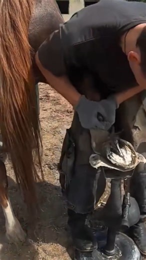 Timely Hoof Maintenance — Your Horse’s First Line of Defense #HoofCareMatters #HealthyHooves #EquineWellness #SoundHorseSoundMind #FarrierLife | Animal Factory