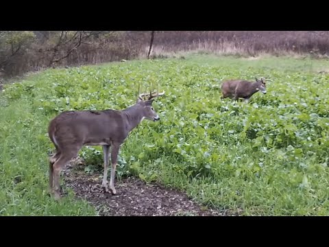 Best Ways To Hunt A Food Plot