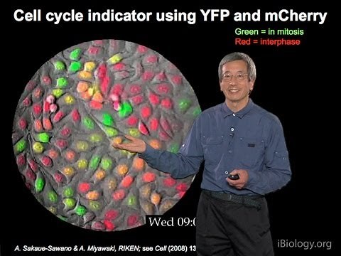 Microscopy: Fluorescent Protein Indicators (Roger Tsien)