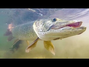 A MONSTER Lurks In These Waters