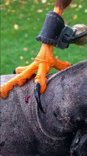 SHARP HARRIS HAWK TALONS CLOSE UP
