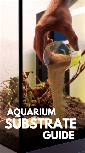 Cheap Aquarium Soil Trick You Need to Try!