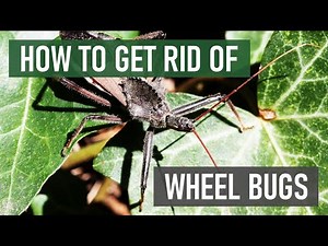 How to Get Rid of Wheel Bugs (4 Easy Steps)