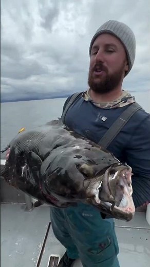 A Monster From the Deep: Alaska Halibut