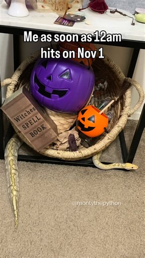Monty the Python | I love this time of year 🎃 🦃 🎄 #montythepython #Halloween #christmas #thanksgiving #holidays #ballpython #trendingaudio #fyp... | Instagram