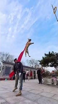 Amazing dog #Animal's confusing behavior #Dangerous actions should not be imitated #High-level moves