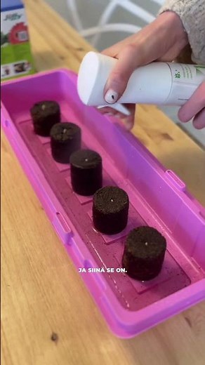 Näin helppoa on esikasvattaa kurkkua! 🥒 #kärkkäinen #karkkainencom #puutarha #kurkku