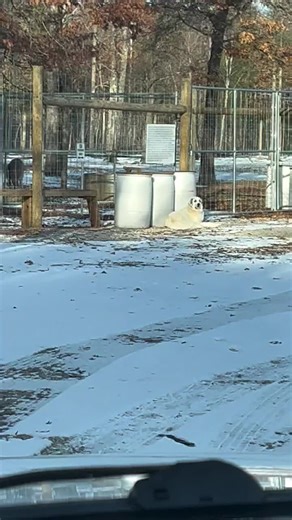 So who’s your gate keeper when you’re gone?😁🐶