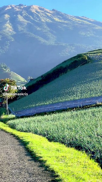 Wisata Negeri Sayur Sukomakmur Magelang