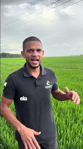 O Processo Completo da Produção de Arroz: Da Fazenda à Sua Mesa