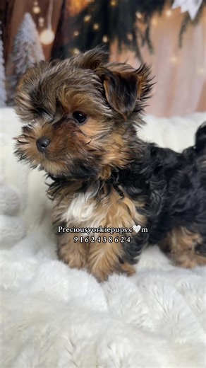 The best friend you will ever have that will be there for you always ❤️ #fyp #yorkies