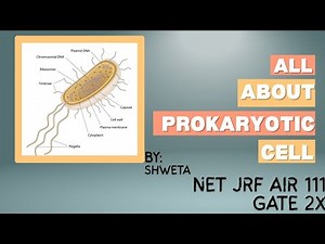 Exploring Prokaryotic Cells: Structure, Functions, and Characteristics
