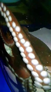 2.2K views · 131 reactions | Our new giant Pacific octopus is now on exhibit in Journey to the Reef! Stop by this weekend and see her! | Akron Zoo | Facebook