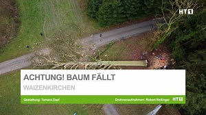 250 bis 300 Jahre alt war die Eiche von Josef Lehner aus Waizenkirchen. Aus gesundheitlichen Gründen fiel diese Ende vergangenes Jahres der Kettensäge zum Opfer. Kein einfaches Unterfangen. Hatte die Eiche doch eine geschätzte Größe von mehr als 30 Meter. Hier musste ein Profi Hand anlegen 🌲 #eiche #baum #fällung #waizenkirchen #riesig #profi #handwerk #htmeins #machenwir #hausruck #crossmedia #ht1 #innviertel | HT1.at