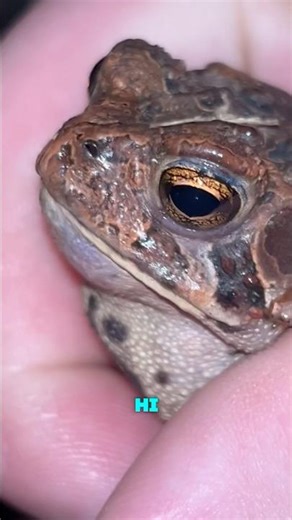 Bugs, Spiders, and Toads!