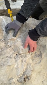 🇬🇧 Here’s a fantastic *Acanthoceras jukesbrownei* from the Cenomanian of Kent — just look at those massive ribs! This ammonite is truly a powerhouse of texture and detail, an impressive find from an already spectacular area. 🇫🇷 Voici un superbe *Acanthoceras jukesbrownei* du Cénomanien du Kent — admirez un peu ces côtes imposantes ! Cette ammonite est un véritable concentré de relief et de détails, une découverte impressionnante dans une région déjà exceptionnelle. #science #minerals #cotedo