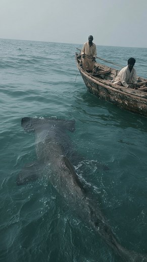 8.6K views · 80 reactions | Massive Hammerhead Shark Spotted in Shallow Waters #hammerhead #shark #sharks #ocean #fblifestyle | Most Amazing Top 10 | Facebook