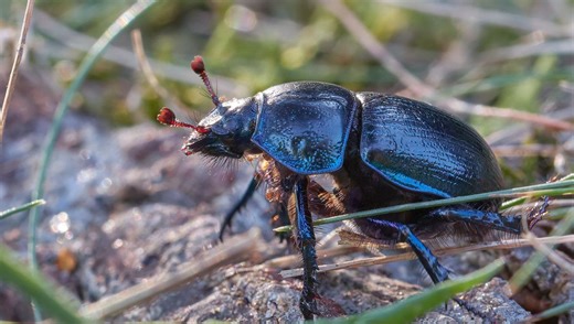 Insect Populations Declined By 75 Percent In Less Than 30 Years. Here's Why