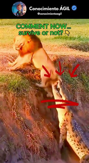 Do You Think He Survives This?! 😳🦁🐊#wildlife #survival #lion #crocodile #jungle #viral #trending #go